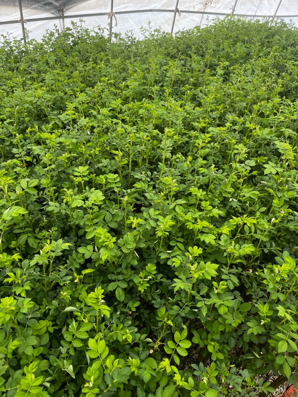 蔷薇花杆带根树桩月季嫁接砧木小棒棒糖80公分（5颗起卖）