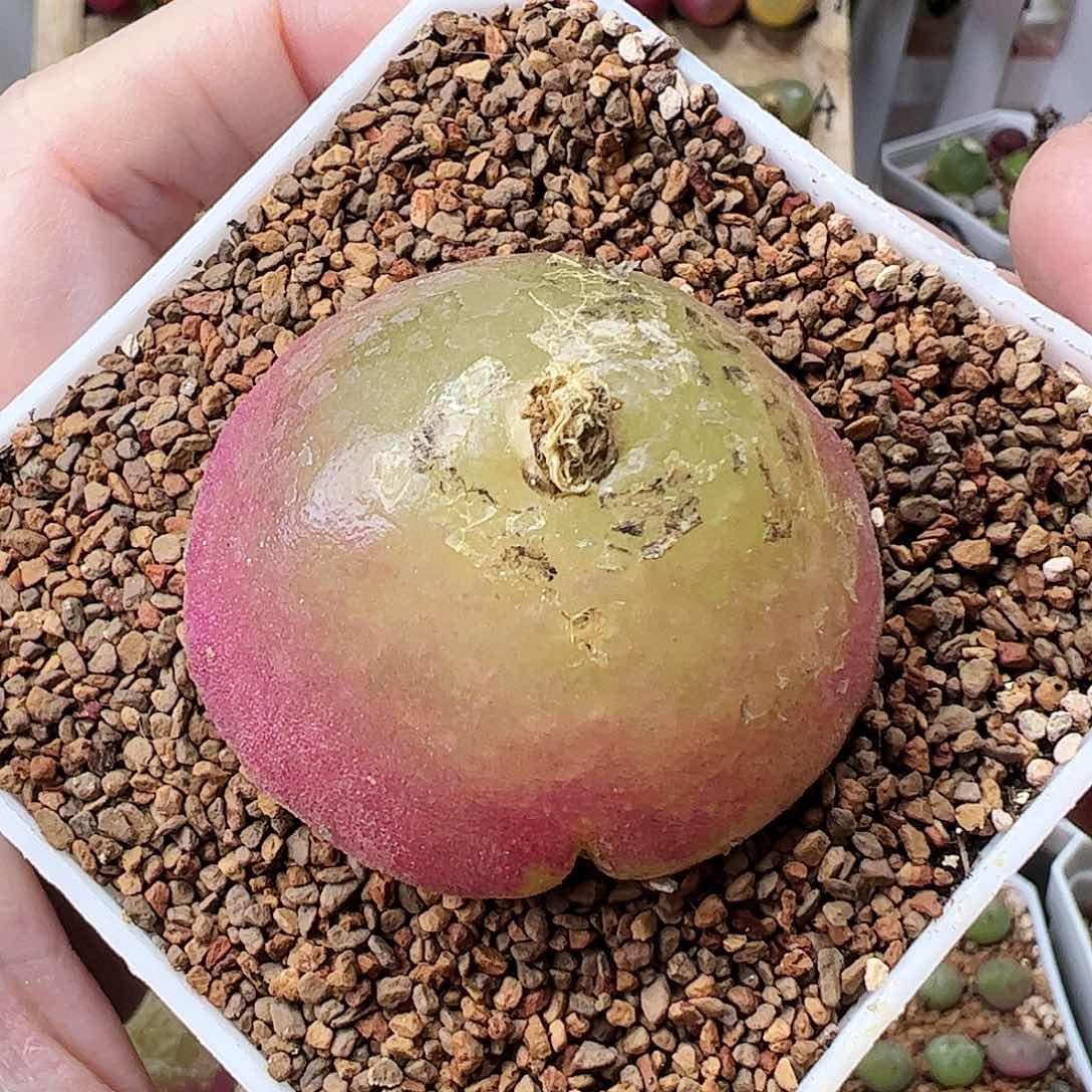 4.1厘米灯泡带盆发