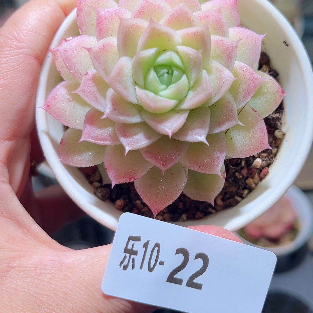 乐10-22 麦秆单头 