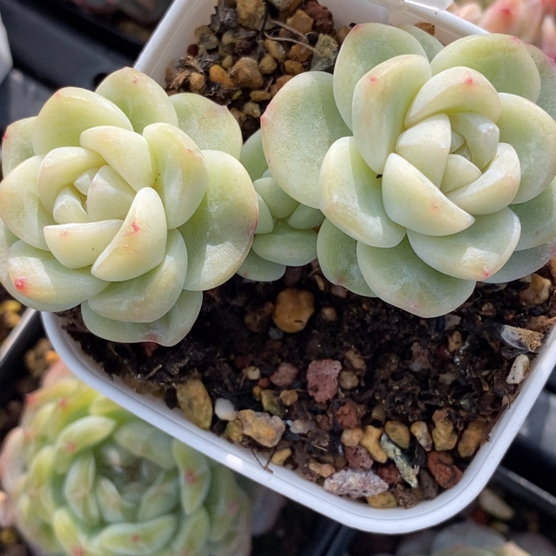 橘*155东篱下多肉植物盆栽