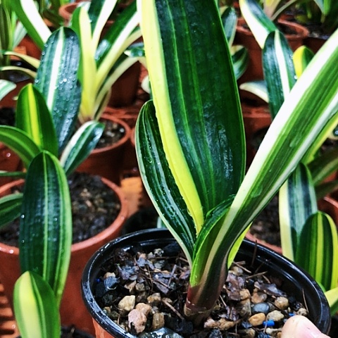 【闪购商品】晓*?直播间