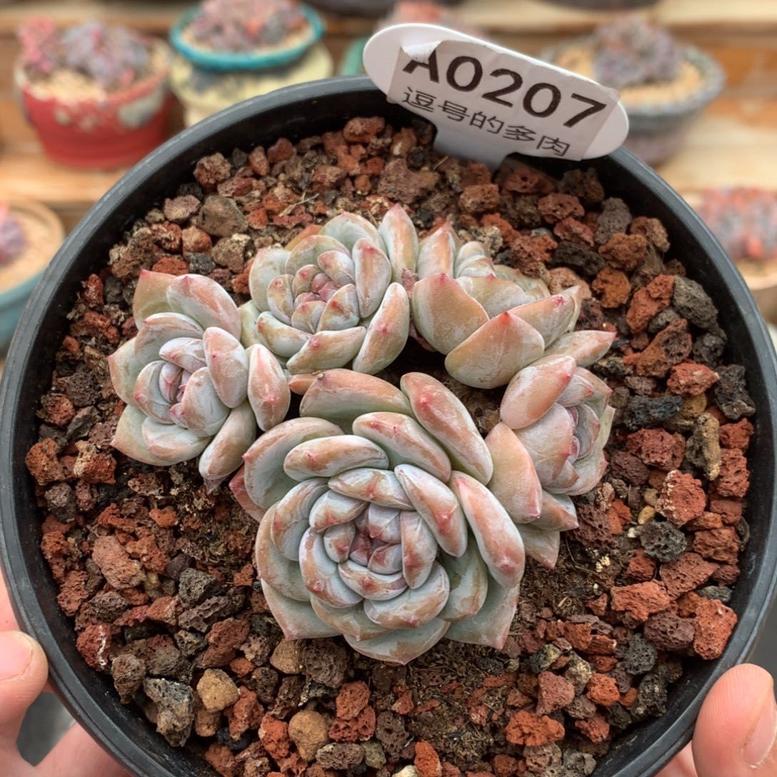 A0207 开播福利 星影小木桩 有砍 9cm