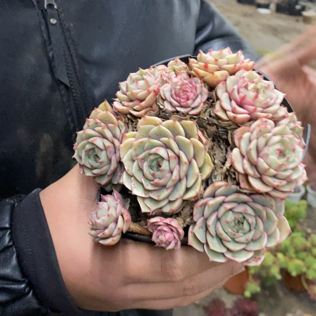 苯巴蒂斯手捧老桩