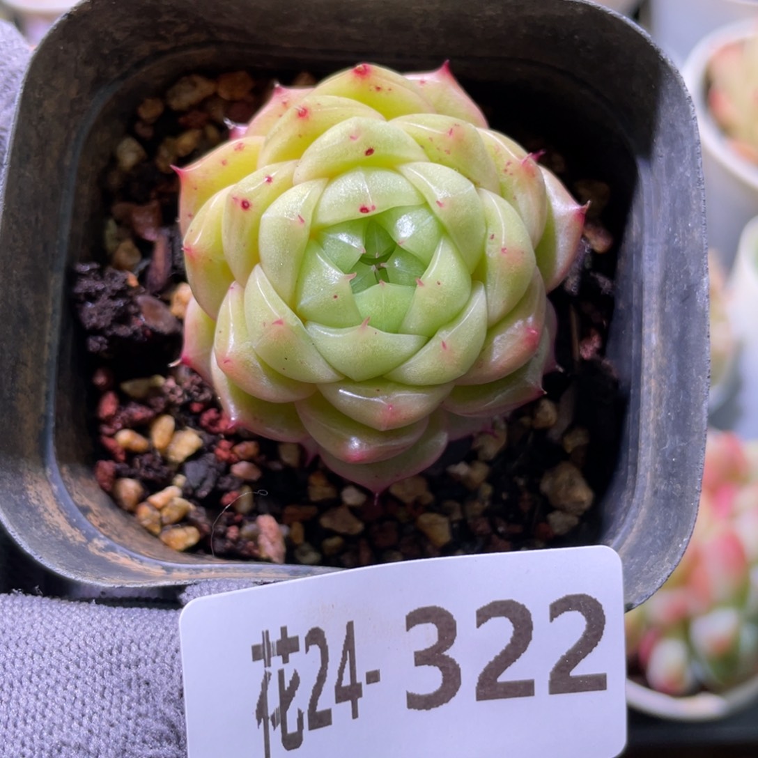 花利美24-322麦秆