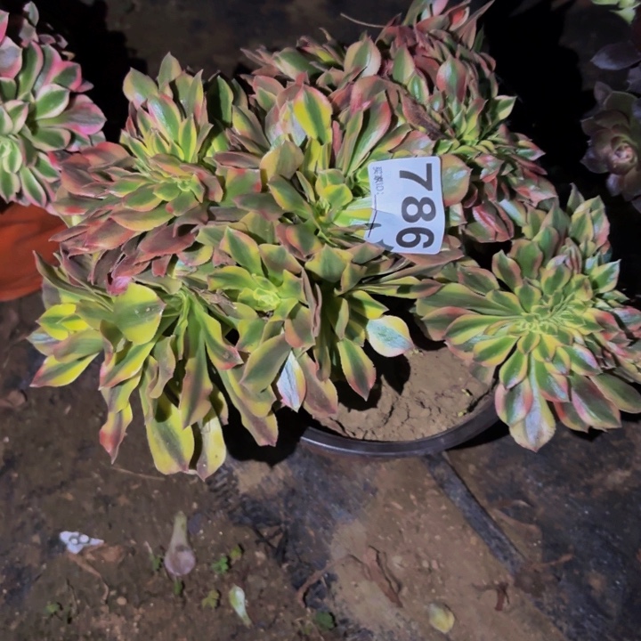 786洛神多肉植物不售后