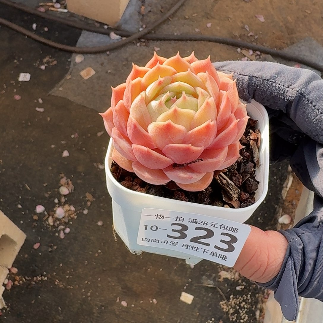 昂斯诺无盆无发货无