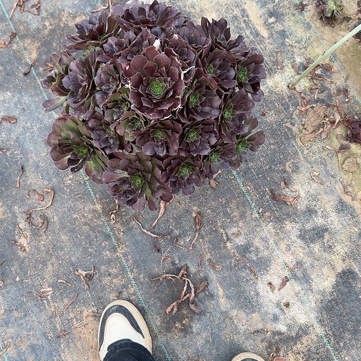 一单包邮不包侧枝39