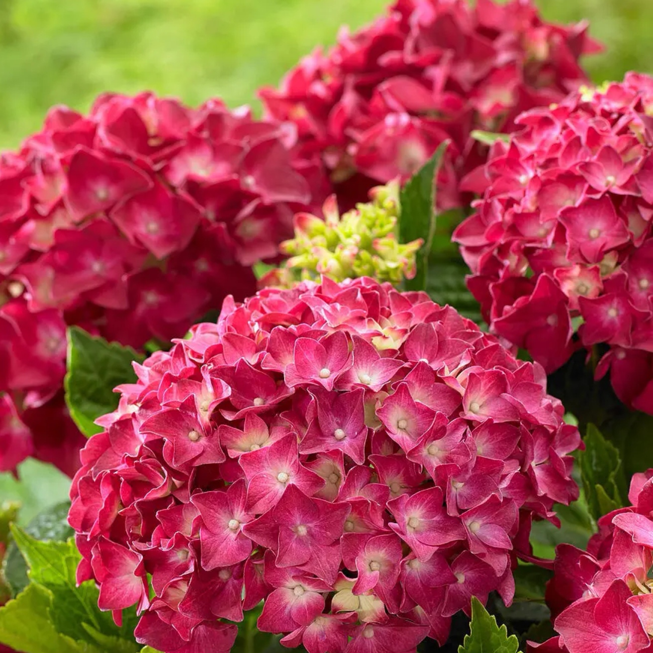 耐寒耐热绣球花一物一拍适合庭院阳台栽种