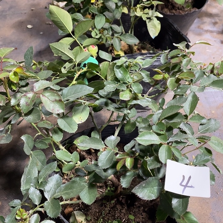 当前无花朵，栽培后可花朵摩纳哥公爵