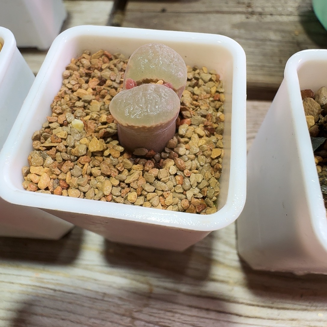 椿***多肉植物福利肉锥含盆价545