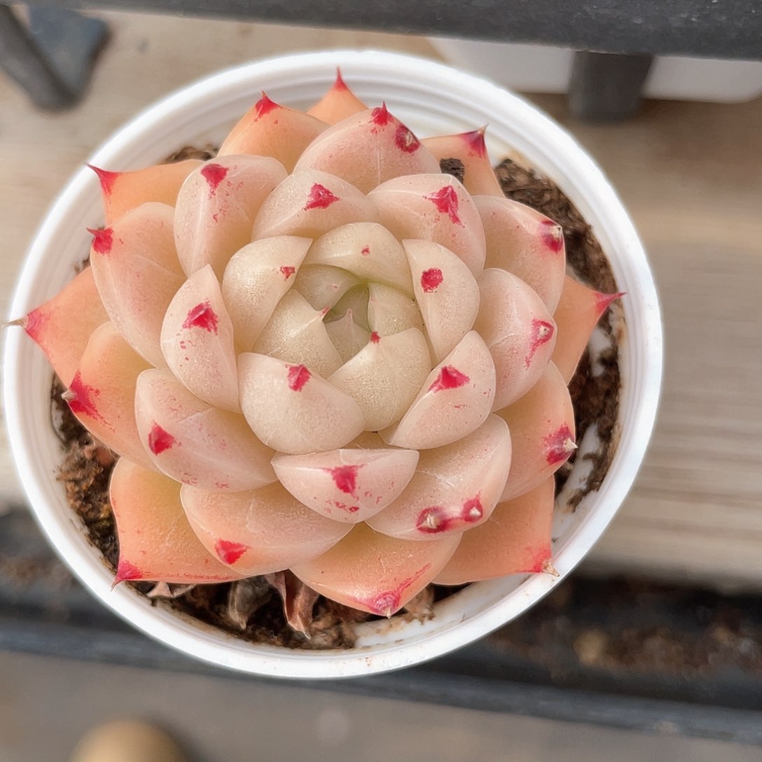 优选麦秆福利1090