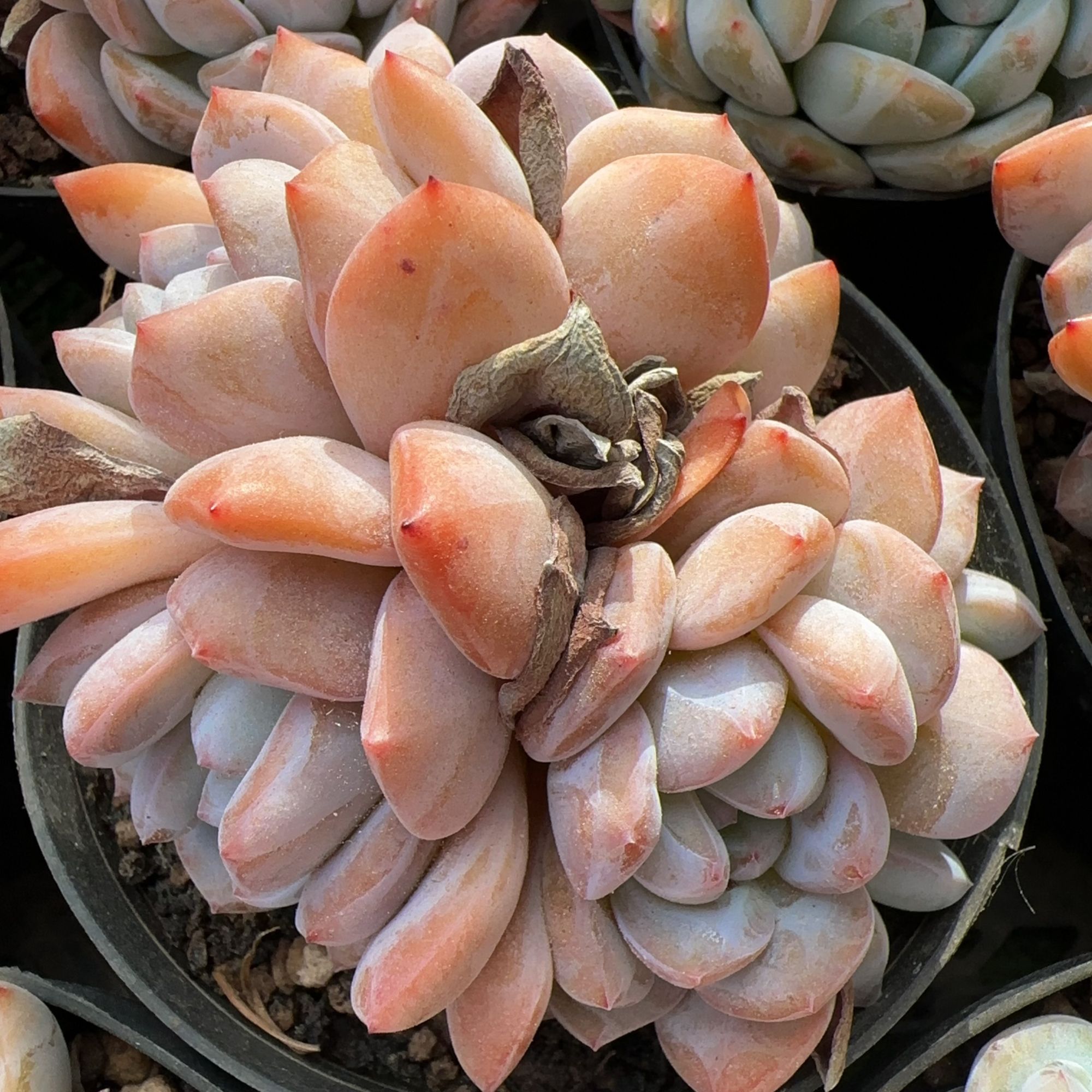 白梦露群整桩（7cm）脱土金先生精品多肉