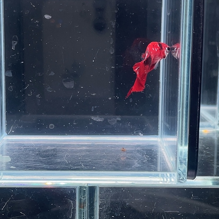 斗鱼活体不退不换谢谢