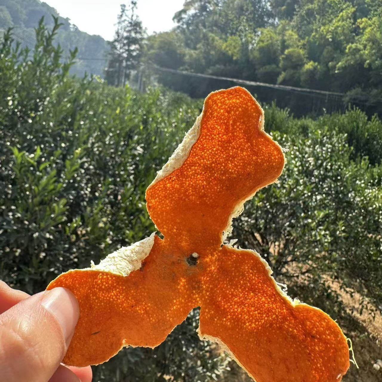 2024年陈皮新皮整皮正宗日晒大红皮圈枝柑生晒袋装边喝边存500克