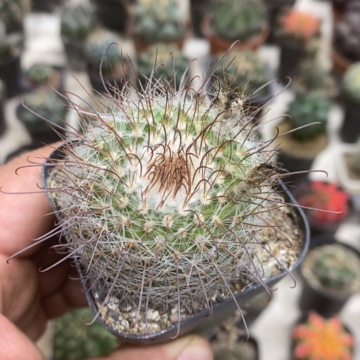 实生非秀玉特价福利