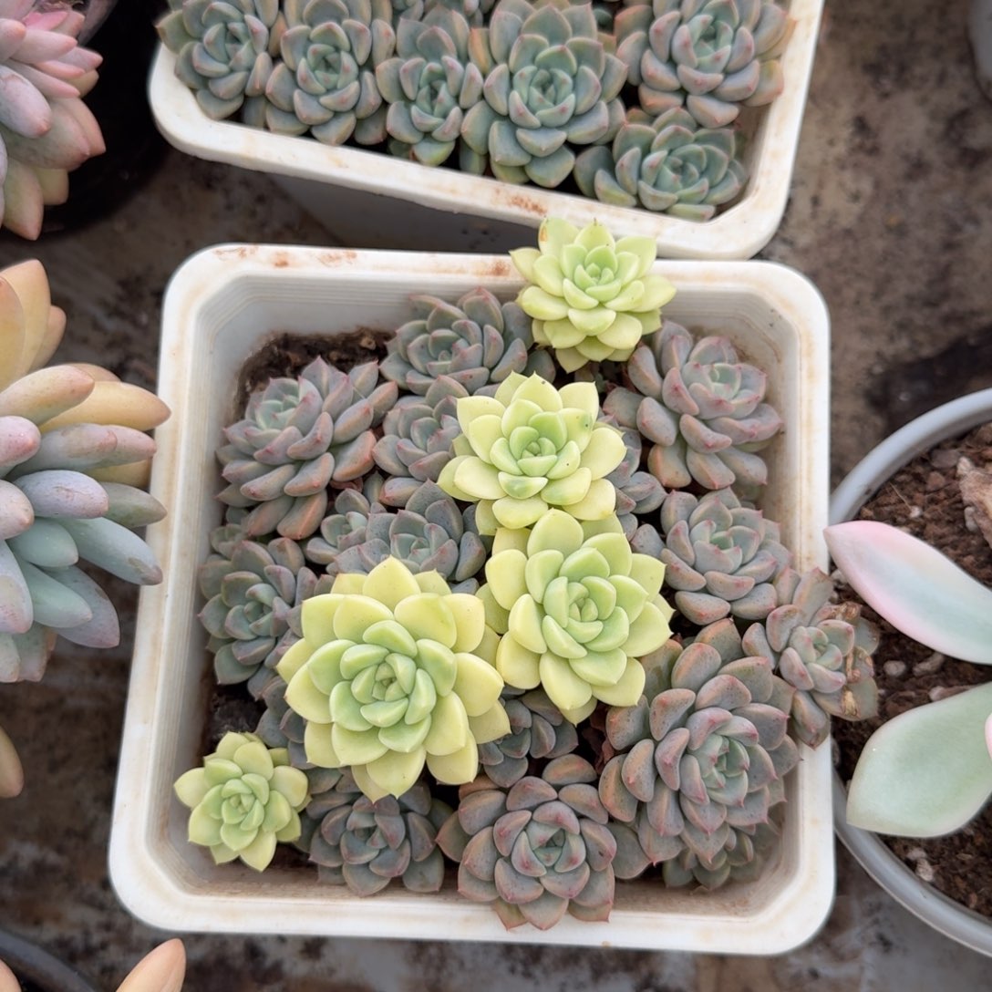 小叮当锦多肉植物凤凰