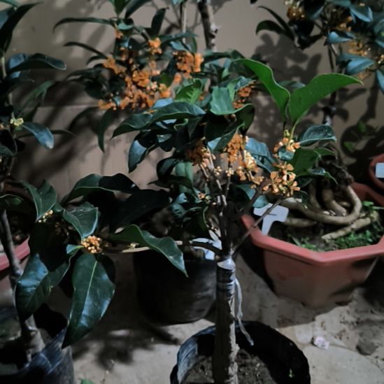舍***予完全开放金边八月