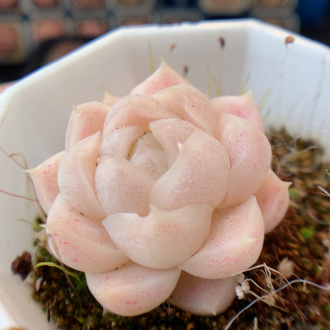 一物一拍精品多肉。麦秆22