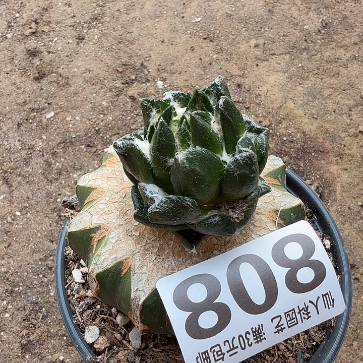 无花朵808勃氏龙角牡丹东四