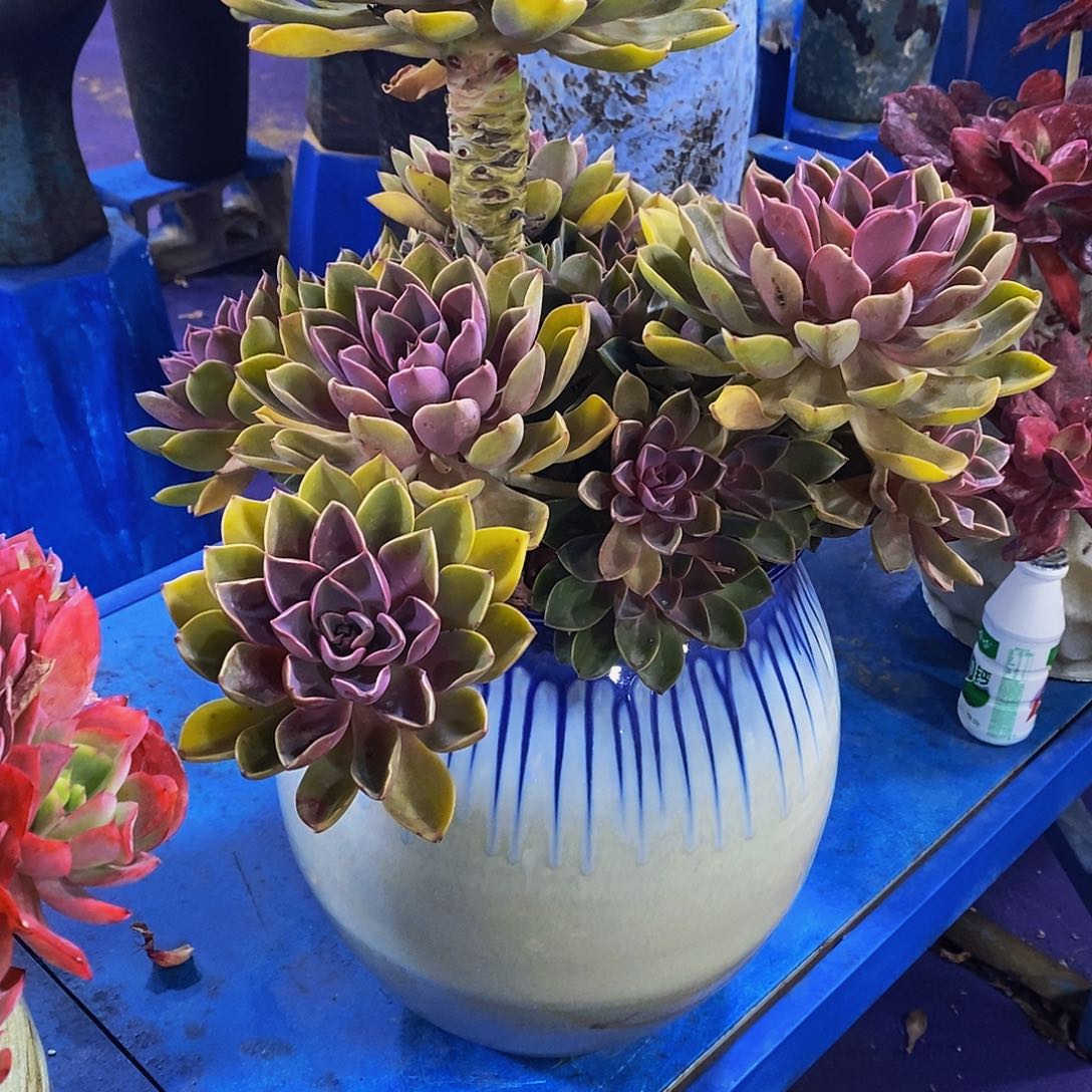 我***妹紫气东来多肉带盆物流自理