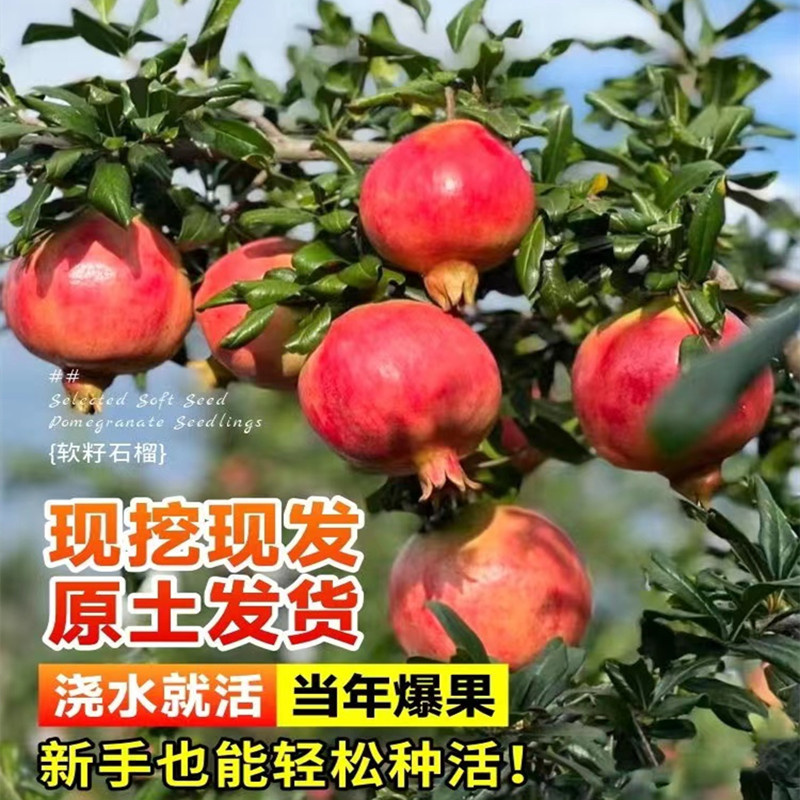 石榴树苗石榴树苗突尼斯软子石榴南北方种植庭院当年结果石榴树苗