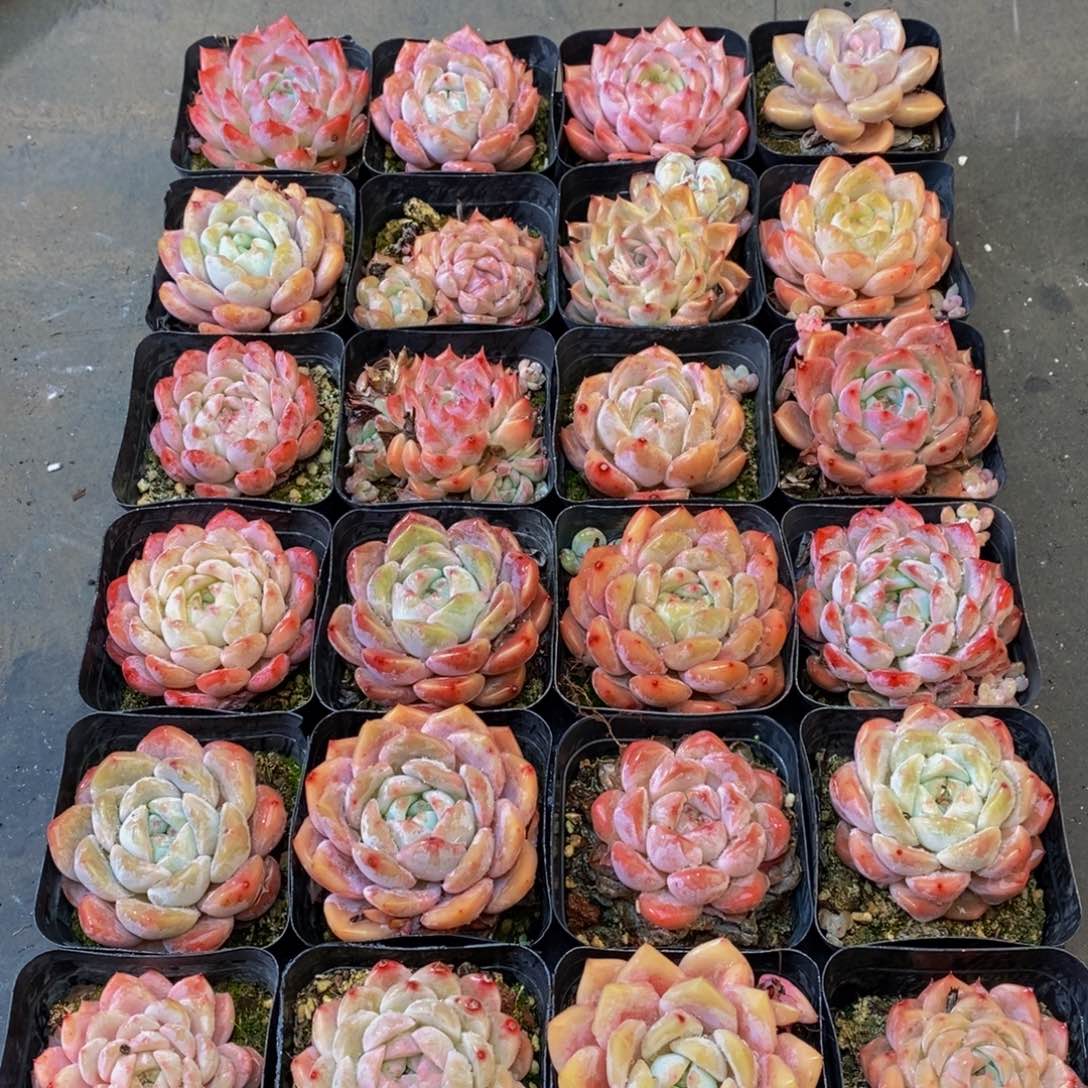 112的人和我一起看电影