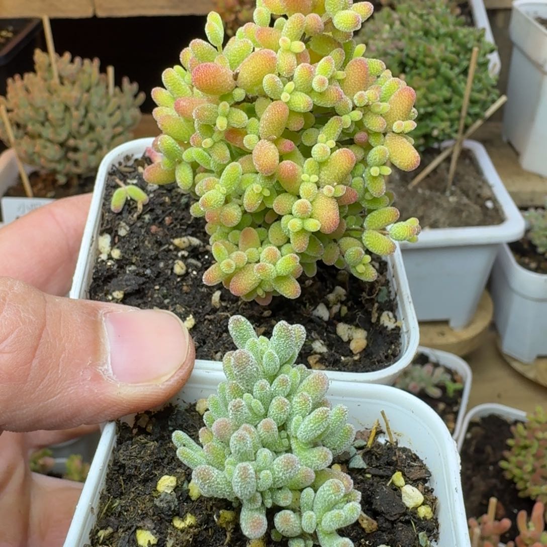 枝干番杏蜜橘糖球