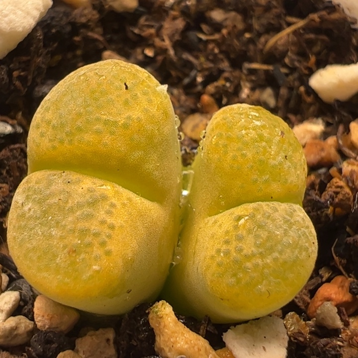 香蕉多肉植物百科