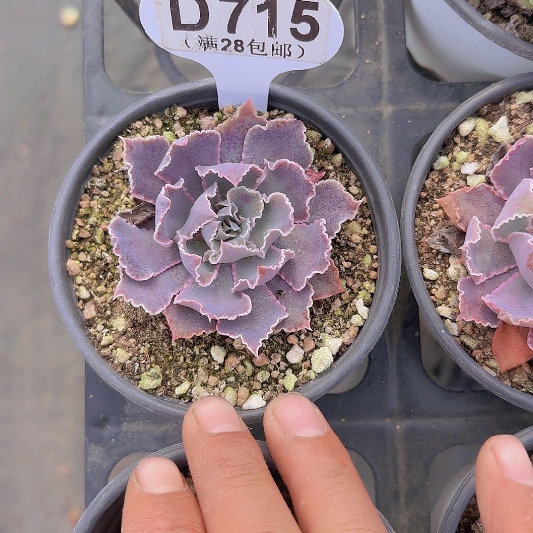 D715抵园之舞一物一拍