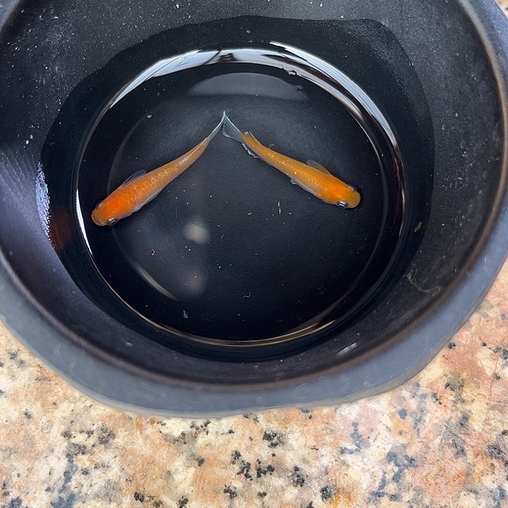 青鳉鱼赤壁红白一对