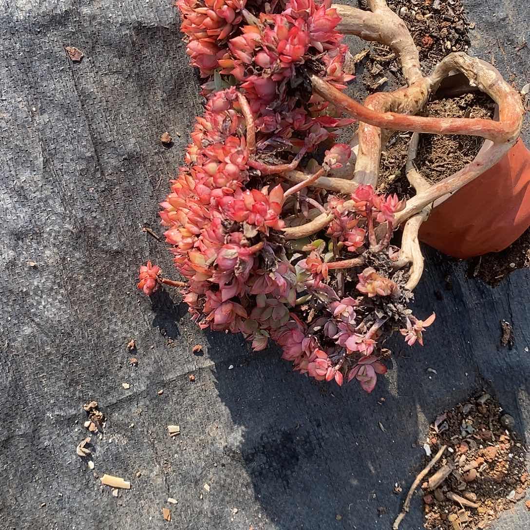 R***n绮罗缀化1颗多肉定向