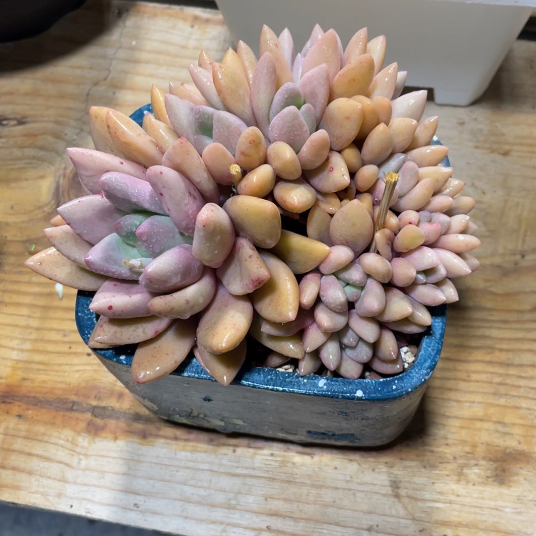 一物一拍中通快递