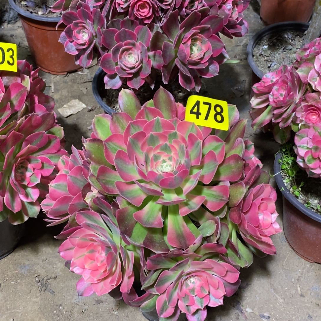 香妃多肉法师478