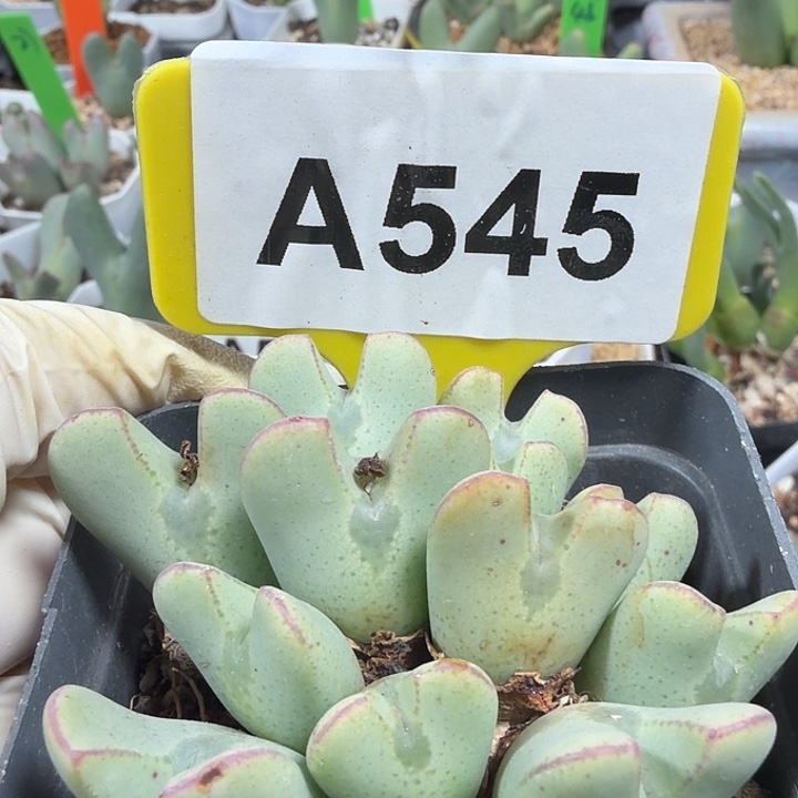 545mnmmmmmkkkkkkmnkk