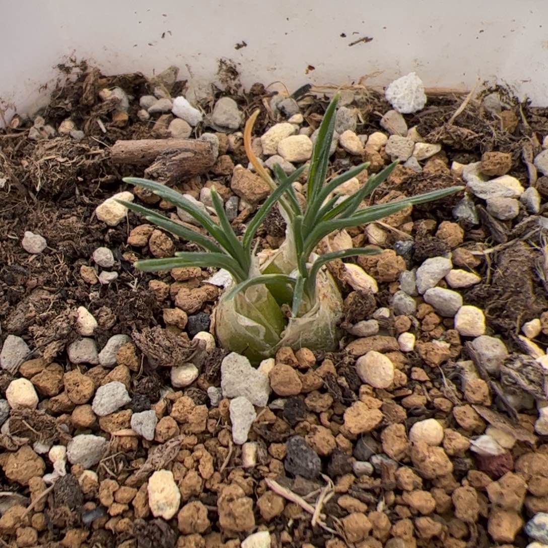 029号迷你海葱 多肉植物