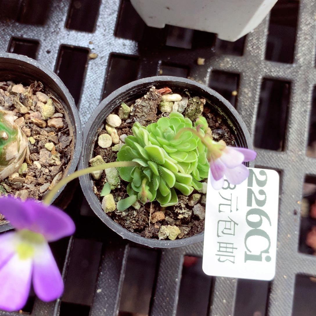 5厘米盆精控多肉226