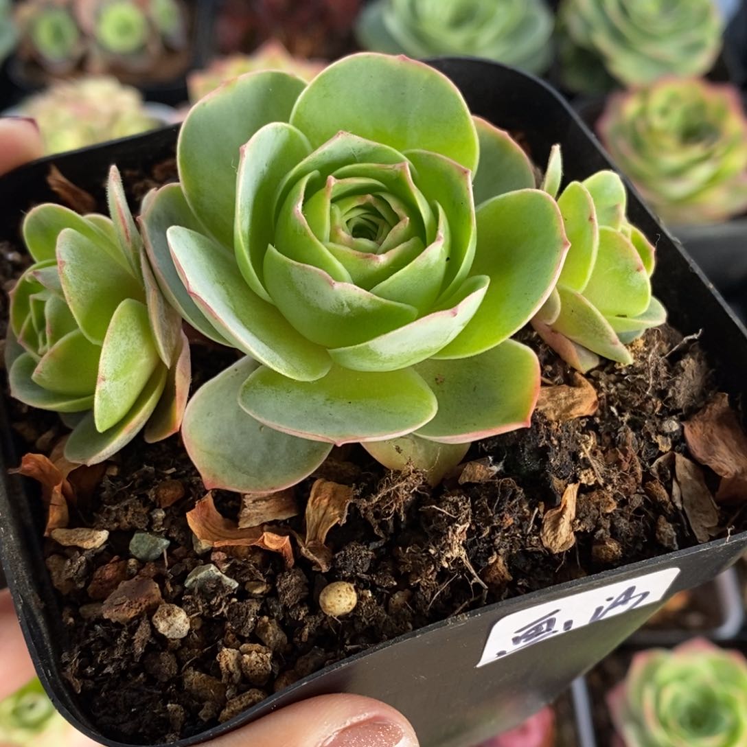 Y736半城玫瑰画沙