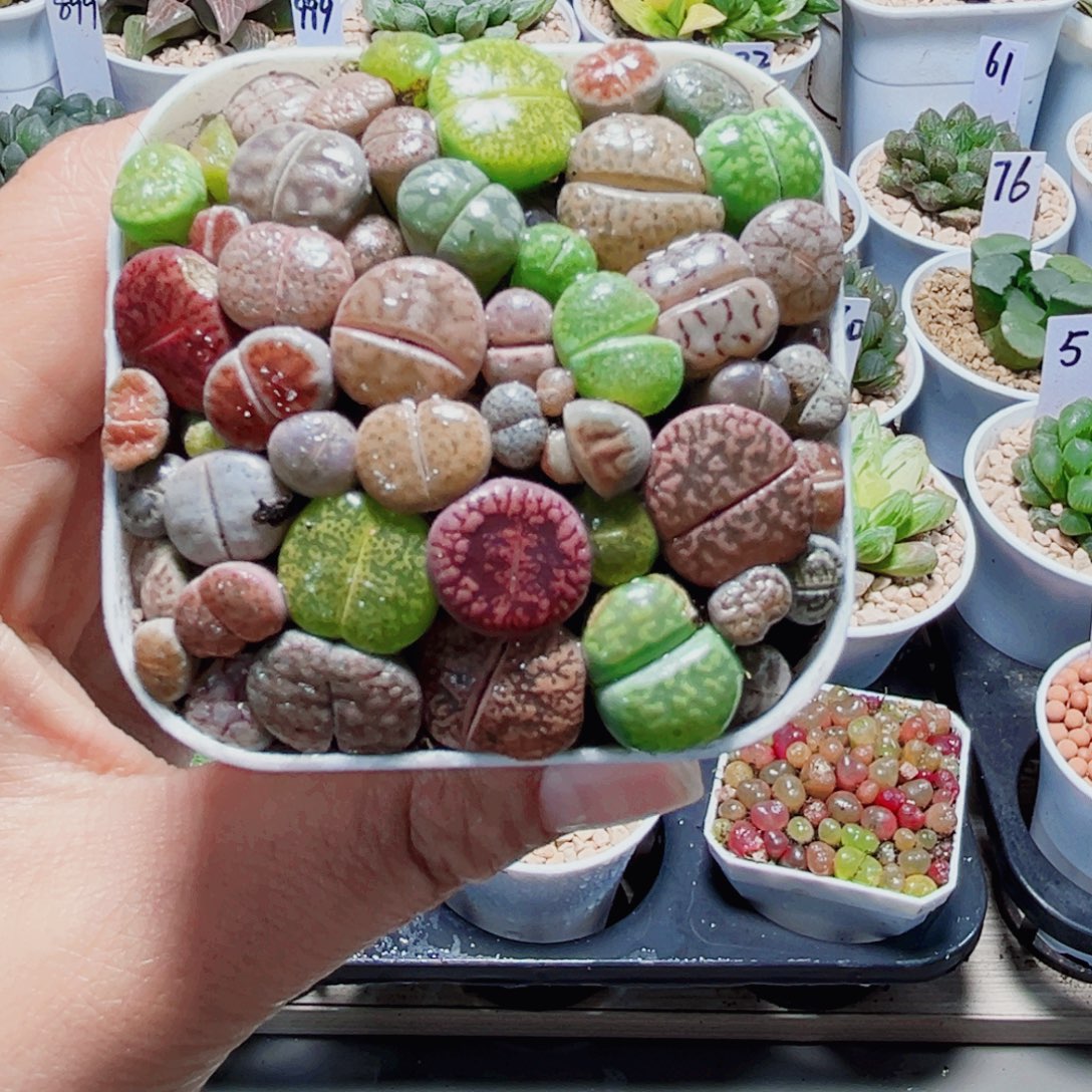 生石花多肉植物6666