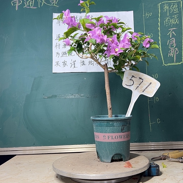 当前无花栽培后可以开花巴西紫 571