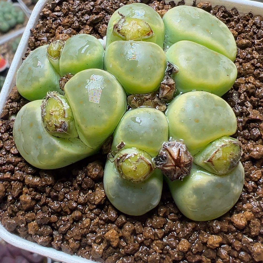 奶油绿神迪群8年多肉