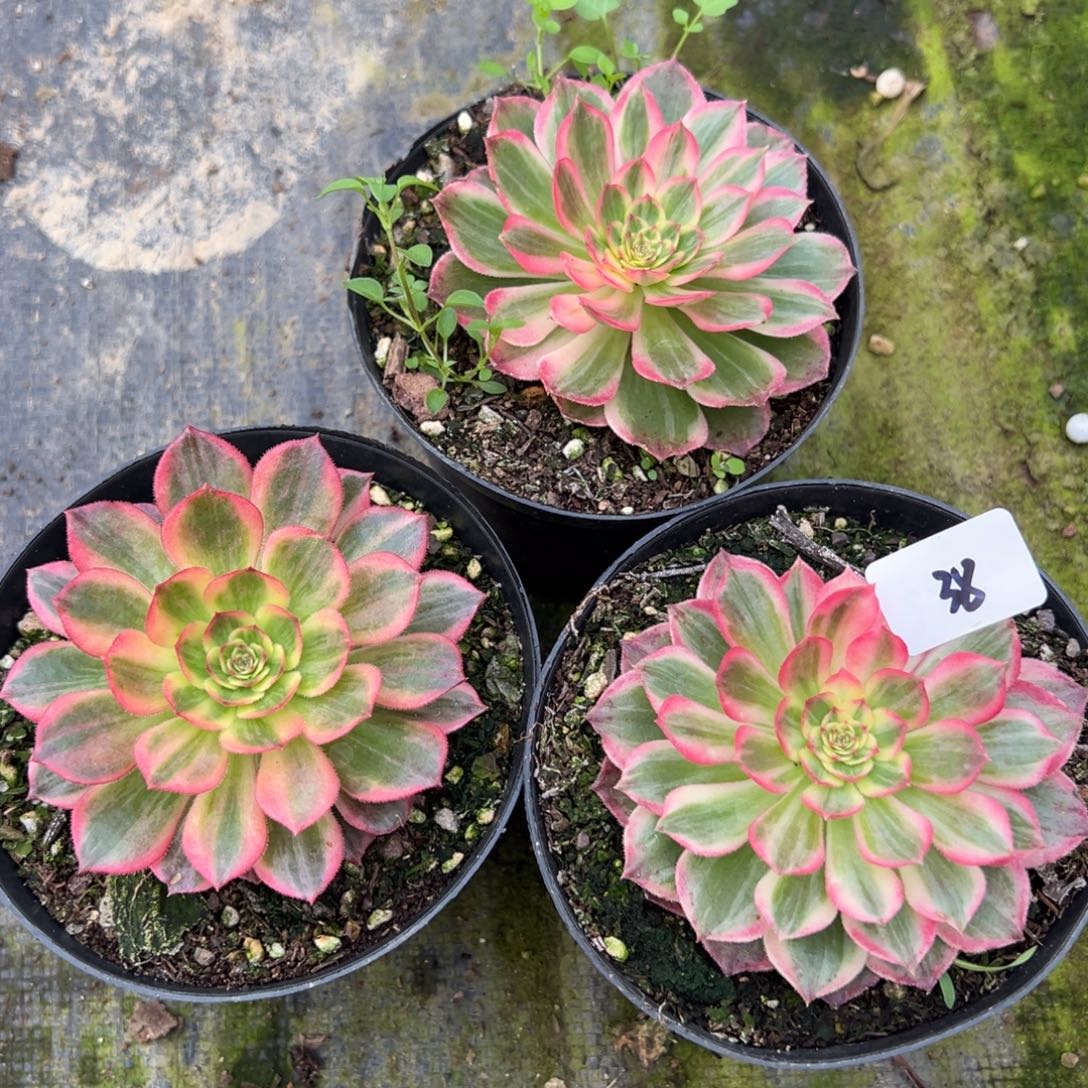 20包邮38唐三彩一颗5duorouxi