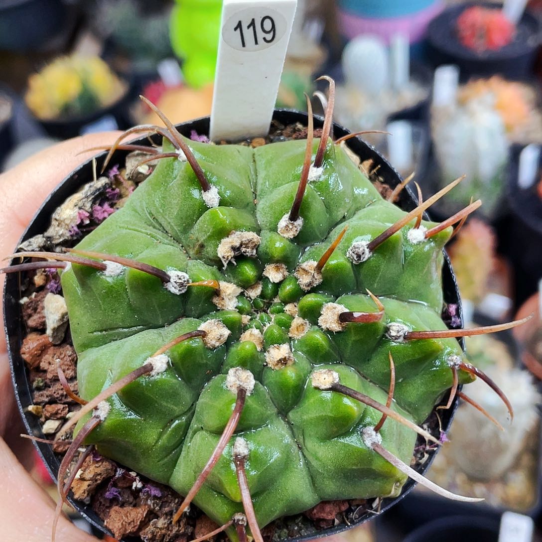 非偏远地区满25包邮仙人球