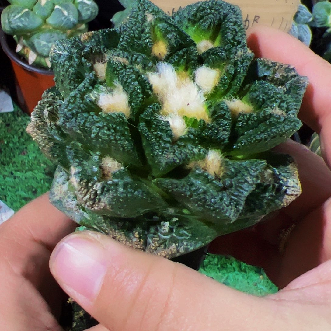 无花朵辛顿牡丹021