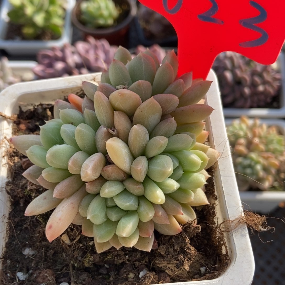 623百搭翡翠多肉植物保护