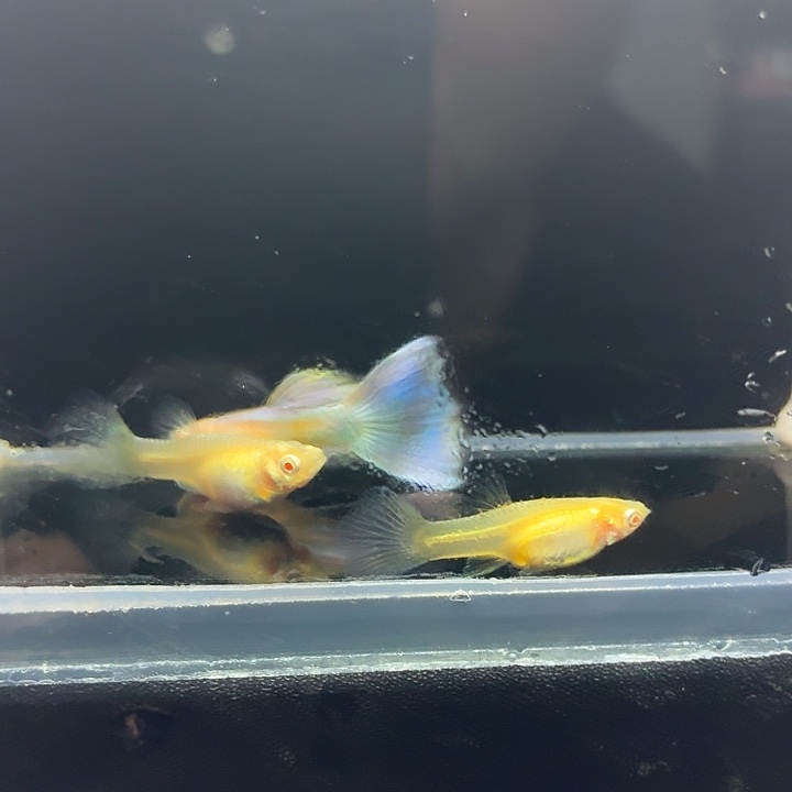 孔雀鱼幻彩马卡龙一对半