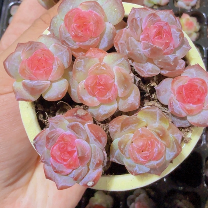 风花雪月优选体三颗一组