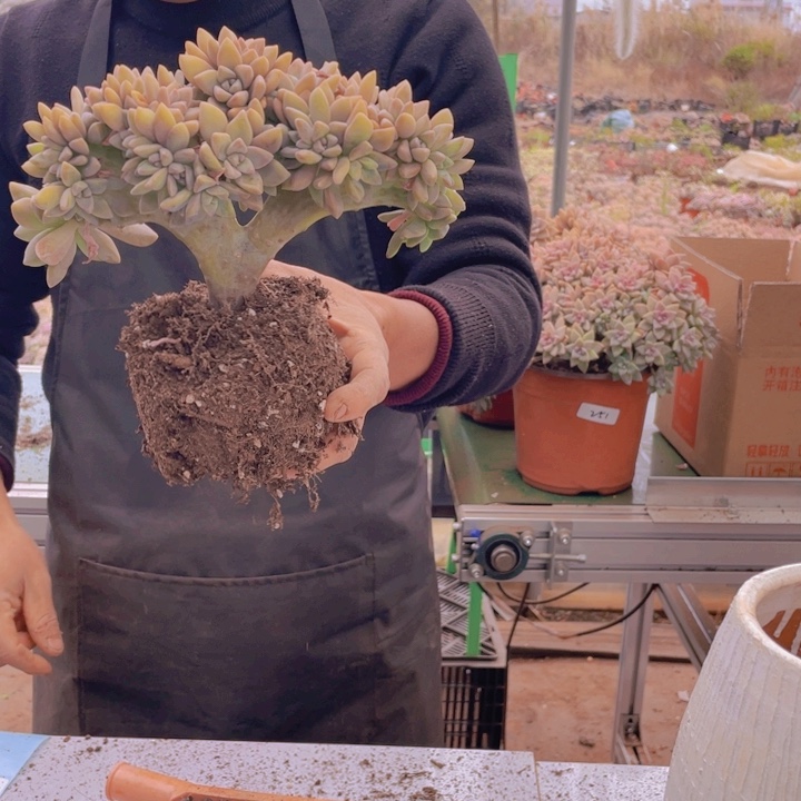 260淡雪缀化一物一拍
