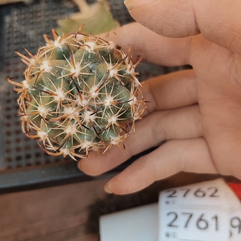 2756处理仙人球的方法