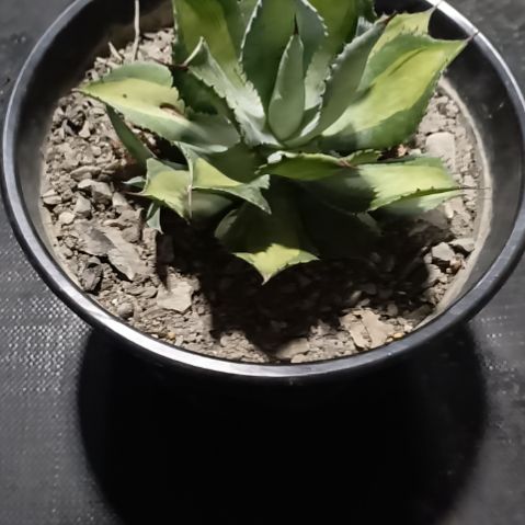 青***昊无花朵龙舌兰绿色植物