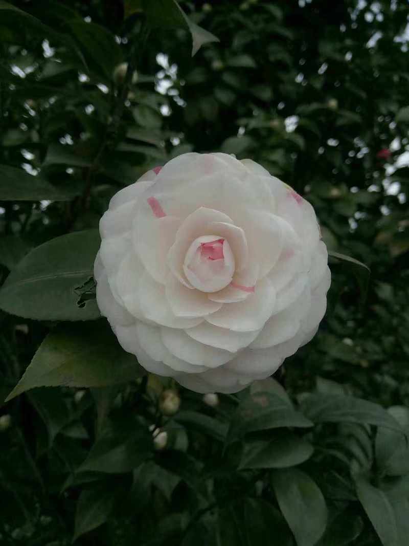 名贵品种嫦娥彩抓破山茶花